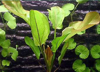 Echinodorus Frans Stoffels